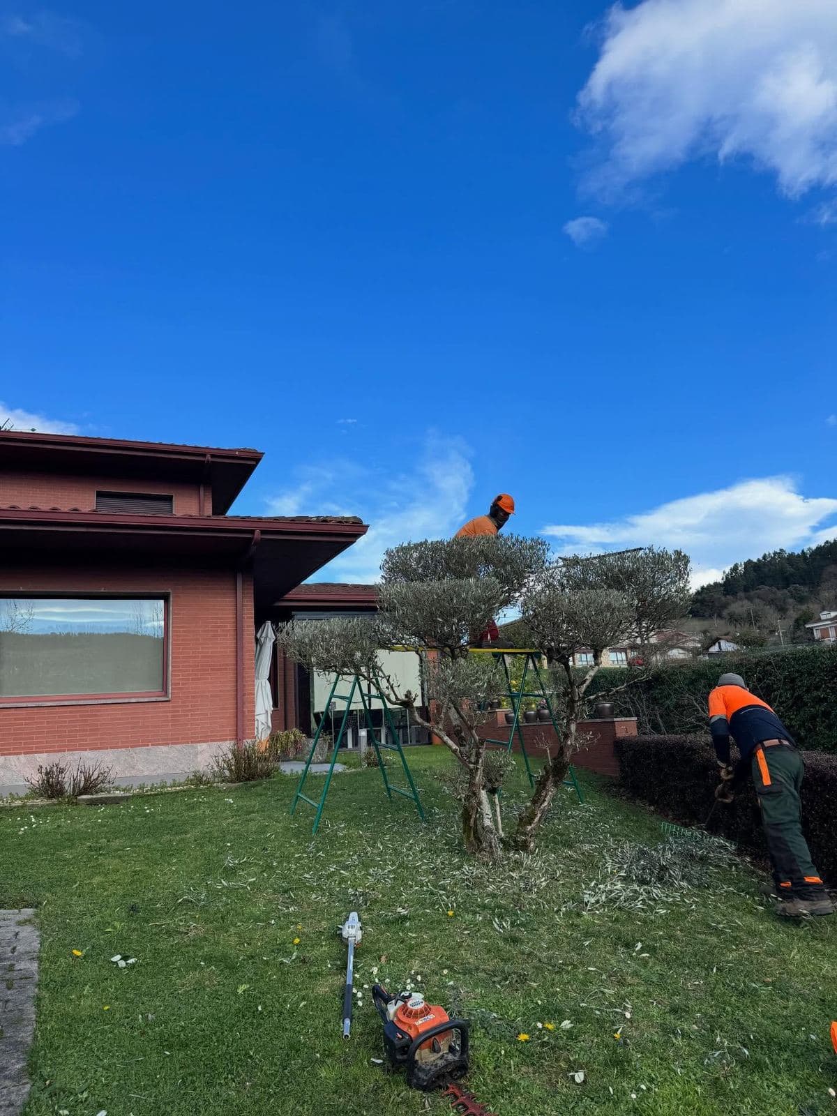 Poda en altura de olivo